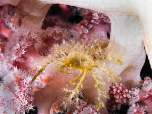 Polyps decorator crab (Majidae sp.) on soft coral by Alex Varani 